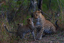 RF -  Leopard (Panthera pardus) playing wither her cubs, Londolozi Private Game Reserve, Sabi Sands Game Reserve, South Africa. (This image may be licensed either as rights managed or royalty free.)