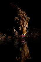 RF -  Leopard (Panthera pardus) drinking, reflected in waterhole,  Londolozi Private Game Reserve, Sabi Sands Game Reserve, South Africa. (This image may be licensed either as rights managed or royalt...