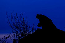 RF -  Silhoutte of Leopard (Panthera pardus) yawning at twilight, Londolozi Private Game Reserve, Sabi Sands Game Reserve, South Africa (This image may be licensed either as rights managed or royalty...