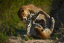 RF - Leopards (Panthera pardus) fighting,  Londolozi Private Game Reserve, Sabi Sands Game Reserve, South Africa. (This image may be licensed either as rights managed or royalty free.)