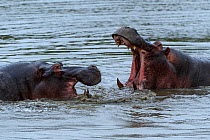 Rf- hippopotamuses (Hippopotamus amphibius) fighting, Londolozi Private Game Reserve, Sabi Sands Game Reserve, South Africa. (This image may be licensed either as rights managed or royalty free.)