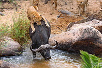 Lioness (Panthera leo) trying to bring down African buffalo (Syncerus caffer) Londolozi Private Game Reserve, Sabi Sands Game Reserve, South Africa. Sequence 4 of 5
