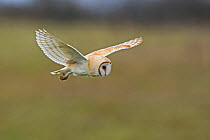 RF - Barn owl (Tyto alba) hunting over meadow. North Norfolk, England, UK. March. (This image may be licensed either as rights managed or royalty free.)