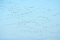 RF - Pink-footed geese (Anser brachyrhynchus) flock above harvested beet field. North Norfolk, England, UK. December. (This image may be licensed either as rights managed or royalty free.)