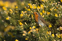 RF - Robin (Erithacus rubecula) in gorse. Norfolk, England, UK. March. (This image may be licensed either as rights managed or royalty free.)