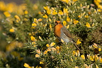 RF - Robin (Erithacus rubecula) singing in spring. Norfolk, England, UK. March. (This image may be licensed either as rights managed or royalty free.)