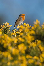 RF - Robin (Erithacus rubecula) in spring, perched on Gorse. Norfolk, England, UK. March. (This image may be licensed either as rights managed or royalty free.)