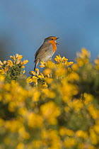 RF - Robin (Erithacus rubecula) singing  in spring perched on Gorse. Norfolk, England, UK. March. (This image may be licensed either as rights managed or royalty free.)