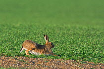 RF - Brown hare (Lepus europaeus) stretching. North Norfolk, England, UK. March. (This image may be licensed either as rights managed or royalty free.)
