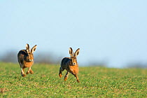 RF - Brown hares (Lepus europaeus) running near Holt Norfolk, England, UK. March. (This image may be licensed either as rights managed or royalty free.)