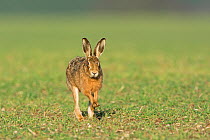RF - Brown hare (Lepus europaeus) running near Holt, Norfolk, England, UK. March. (This image may be licensed either as rights managed or royalty free.)