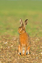 RF - Brown hare (Lepus europaeus) sitting looking away. Near Holt, Norfolk, England, UK. March. (This image may be licensed either as rights managed or royalty free.)