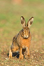 RF - Brown hare (Lepus europaeus) portrait near Holt, Norfolk, England, UK. March. (This image may be licensed either as rights managed or royalty free.)
