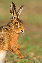RF - Brown hare (Lepus europaeus) head portrait near Holt, Norfolk, England, UK. March. (This image may be licensed either as rights managed or royalty free.)