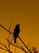 RF - Nightingale (Luscinia megarhynchos) in song, silhouetted, Camargue, Provence, France. May. (This image may be licensed either as rights managed or royalty free.)