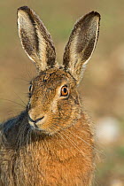 RF - Head portrait of Brown hare (Lepus europaeus) near Holt, Norfolk, England, UK. March. (This image may be licensed either as rights managed or royalty free.)