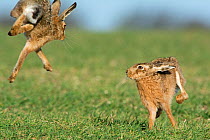 RF - Brown hares (Lepus europaeus) boxing near Holt, Norfolk, England. UK. March. (This image may be licensed either as rights managed or royalty free.)