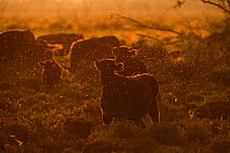 RF - Domestic Black bulls (Bos taurus) surrounded by mosquitos (Culicidae) on summer evening. Camargue, Provence, France. May. (This image may be licensed either as rights managed or royalty free.)