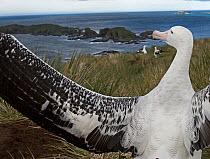 RF - Wandering albatross (Diomedea exulans) displaying on Albatross Island, Bay of Isles, South Georgia. January 2015. (This image may be licensed either as rights managed or royalty free.)