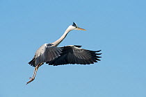 RF - Grey heron (Ardea cinerea) in flight. Camargue, Provence, France. May. (This image may be licensed either as rights managed or royalty free.)