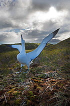 RF - Wandering albatross (Diomeda exulans) displaying. Albatross Island, Bay of Isles, South Georgia. January 2015. (This image may be licensed either as rights managed or royalty free.)