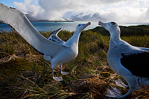 RF - Wandering albatross (Diomedea exulans) pair displaying. Albatross Island, Bay of Isles, South Georgia. January 2015. (This image may be licensed either as rights managed or royalty free.)