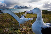 RF - Wandering albatross (Diomedea exulans) pair displaying, Albatross Island, Bay of Isles, South Georgia. January 2015. (This image may be licensed either as rights managed or royalty free.)