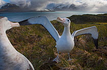 RF - Wandering albatross (Diomedea exulans) pair displaying. Albatross Island, Bay of Isles, South Georgia. January 2015. (This image may be licensed either as rights managed or royalty free.)