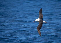 RF - Black-browed albatross (Thalassarche melanophris) in flight, South Atlantic, South Georgia. January. (This image may be licensed either as rights managed or royalty free.)