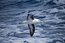 RF - Black-browed albatross (Thalassarche melanophris) in flight above South Atlantic, South Georgia. January. (This image may be licensed either as rights managed or royalty free.)