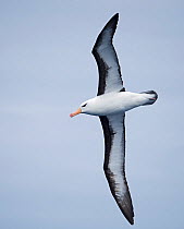 RF - Black-browed albatross (Thalassarche melanophris) in flight. South Atlantic, South Georgia. January. (This image may be licensed either as rights managed or royalty free.)