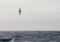 RF - Wandering albatross (Diomedea exulans) silhouetted above Southern Ocean, South Georgia. January. (This image may be licensed either as rights managed or royalty free.)