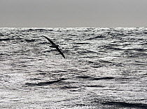 RF - Wandering albatross (Diomedea exulans) silhouetted above Southern Ocean, South Georgia. January. (This image may be licensed either as rights managed or royalty free.)