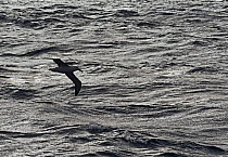 RF - Wandering albatross (Diomedea exulans) silhouetted against Southern Ocean, South Georgia. January. (This image may be licensed either as rights managed or royalty free.)