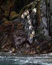 RF - Macaroni penguins  (Eudyptes chrysolophus) entering sea from rocks. Bird Island, South Georgia. January. (This image may be licensed either as rights managed or royalty free.)