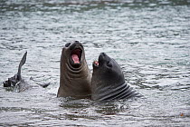 RF - Southern elephant seal (Mirounga leonina) adolescent males sparring. King Edward Point, South Georgia. January. (This image may be licensed either as rights managed or royalty free.)