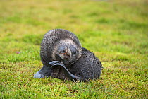 RF - Antarctic fur seal (Arctocephalus gazella) pup scratching, Grytviken, South Georgia. January. (This image may be licensed either as rights managed or royalty free.)
