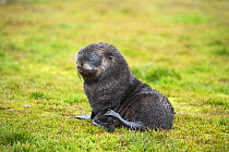 RF - Antarctic fur seal (Arctocephalus gazella) pup at Grytviken, South Georgia. January. (This image may be licensed either as rights managed or royalty free.)