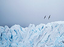 RF - Light-mantled sooty albatross (Phoebetria palpebrata) pair in courtship display flight above Fortuna Glacier, South Georgia. January 2015. (This image may be licensed either as rights managed or...