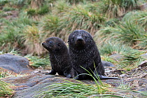 RF - Antarctic fur seal (Arctocephalus gazella) pups on Albatross Island, South Georgia. January. (This image may be licensed either as rights managed or royalty free.)