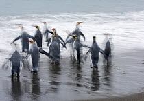 RF - King penguins (Aptenodytes patagonicus) departing for sea. Salisbury Plain, South Georgia. January. (This image may be licensed either as rights managed or royalty free.)