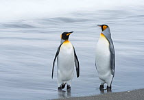 RF - King penguin (Aptenodytes patagonicus) pair standing at waters edge. Salisbury Plain, South Georgia. January. (This image may be licensed either as rights managed or royalty free.)