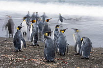 RF - King penguins (Aptenodytes patagonicus) entering sea. Salisbury Plain, South Georgia. January. (This image may be licensed either as rights managed or royalty free.)