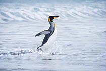 RF - King penguin (Aptenodytes patagonicus) walking from sea. Salisbury Plain, South Georgia. January. (This image may be licensed either as rights managed or royalty free.)