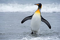 RF - King penguin (Aptenodytes patagonicus) at waters edge. Salisbury Plain, South Georgia. January. (This image may be licensed either as rights managed or royalty free.)