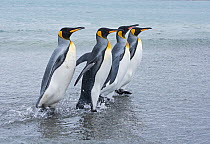 RF - King penguin (Aptenodytes patagonicus) group of four walking at waters edge. Salisbury Plain, South Georgia. January. (This image may be licensed either as rights managed or royalty free.)