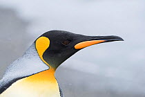 RF - King penguin (Aptenodytes patagonicus) head portrait. Salisbury Plain, South Georgia. January. (This image may be licensed either as rights managed or royalty free.)