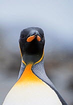 RF - King penguin (Aptenodytes patagonicus) head portrait. Salisbury Plain, South Georgia. January. (This image may be licensed either as rights managed or royalty free.)