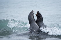 RF - Antarctic fur seal (Arctocephalus gazella) females fighting. Albatross Island, South Georgia. January. (This image may be licensed either as rights managed or royalty free.)