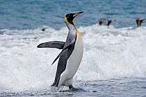 RF - King penguin (Aptenodytes patagonicus) in surf at water's edge. Salisbury Plain, South Georgia. January. (This image may be licensed either as rights managed or royalty free.)